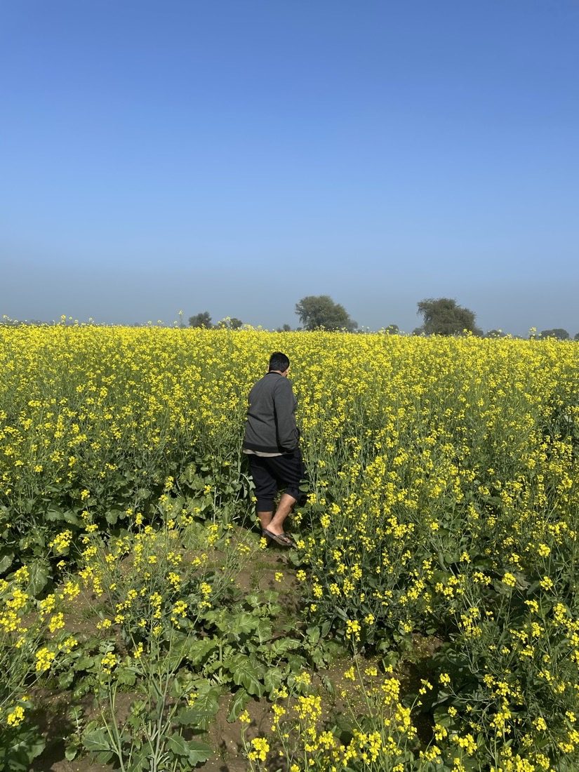 Mustard in bloom on the family fields, Hudithal, with Aaksh walking through