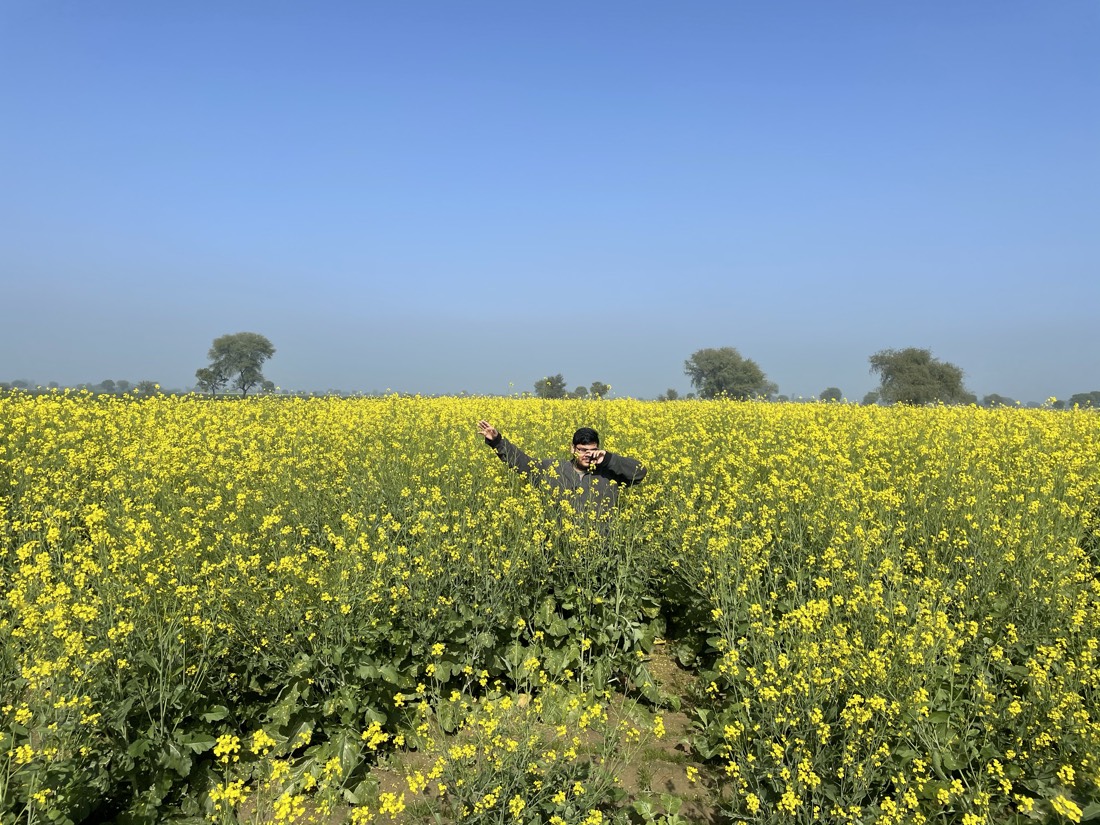 Aaksh Kanwar in the mustard field in full February bloom