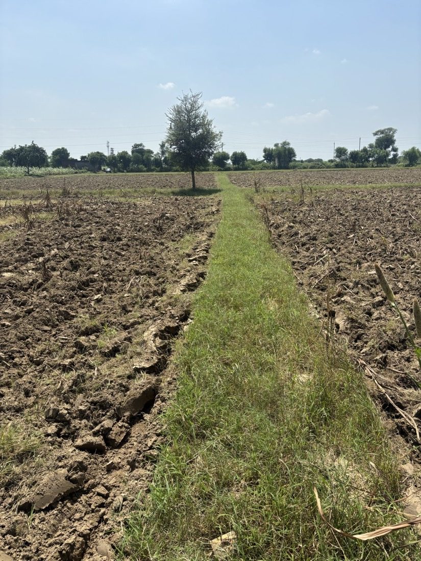 A young tree growing at the edge of a ploughed field