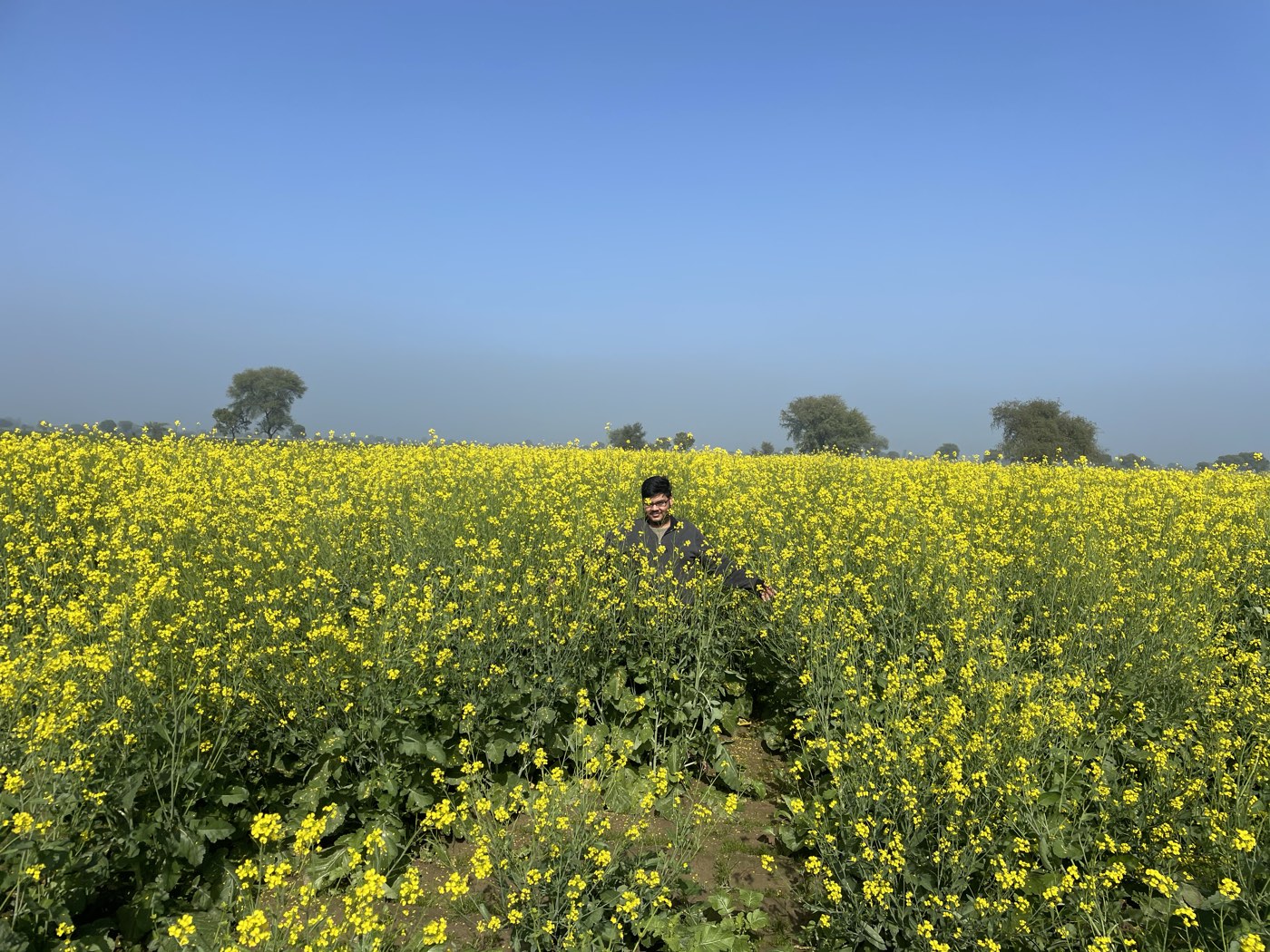 Our brother Aaksh in the family mustard field, Hudithal, in full February bloom
