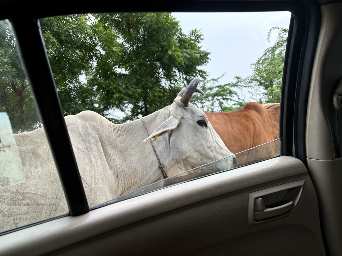 A village cow resting under a neem tree near the farm
