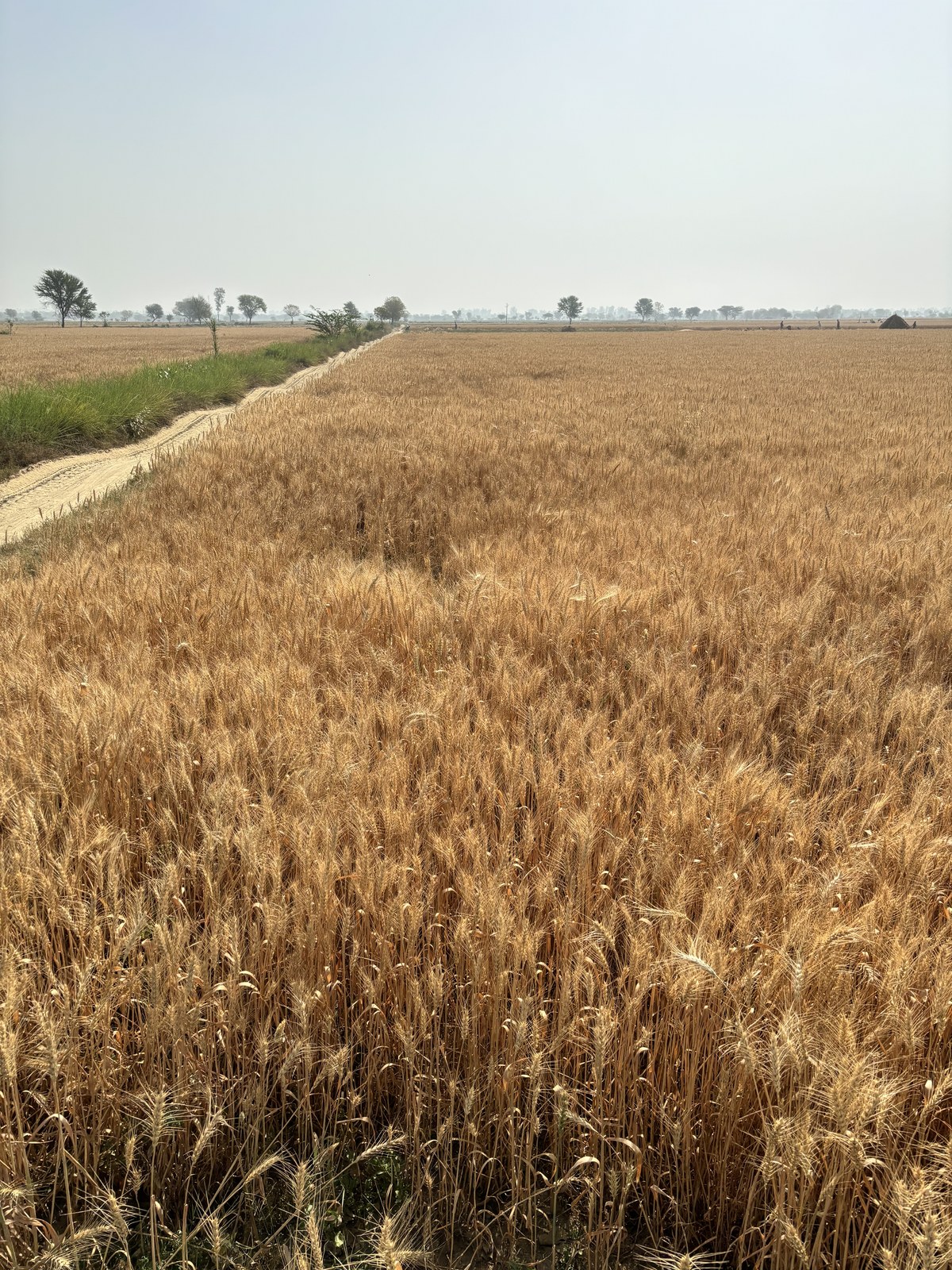 The wheat field at Hudithal, late April, ripe and ready for harvest