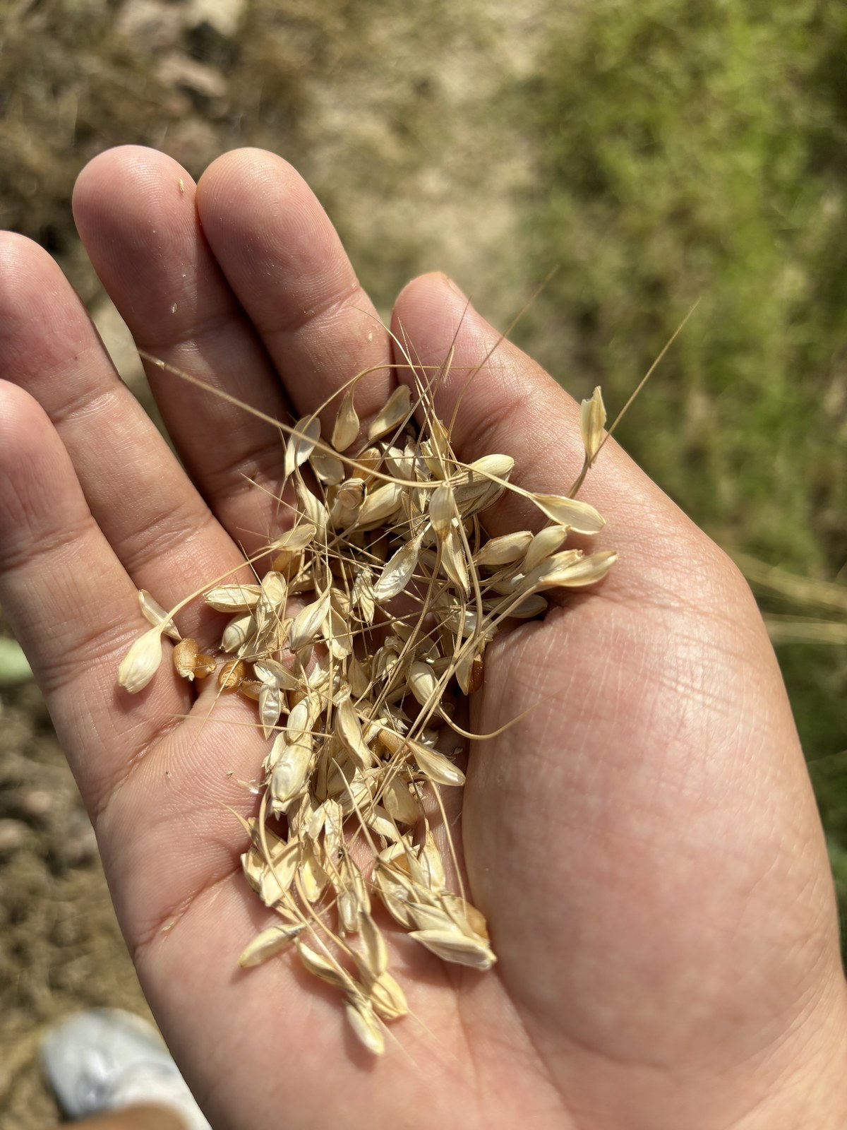 A handful of wheat at harvest, Hajari Farms, April 2026